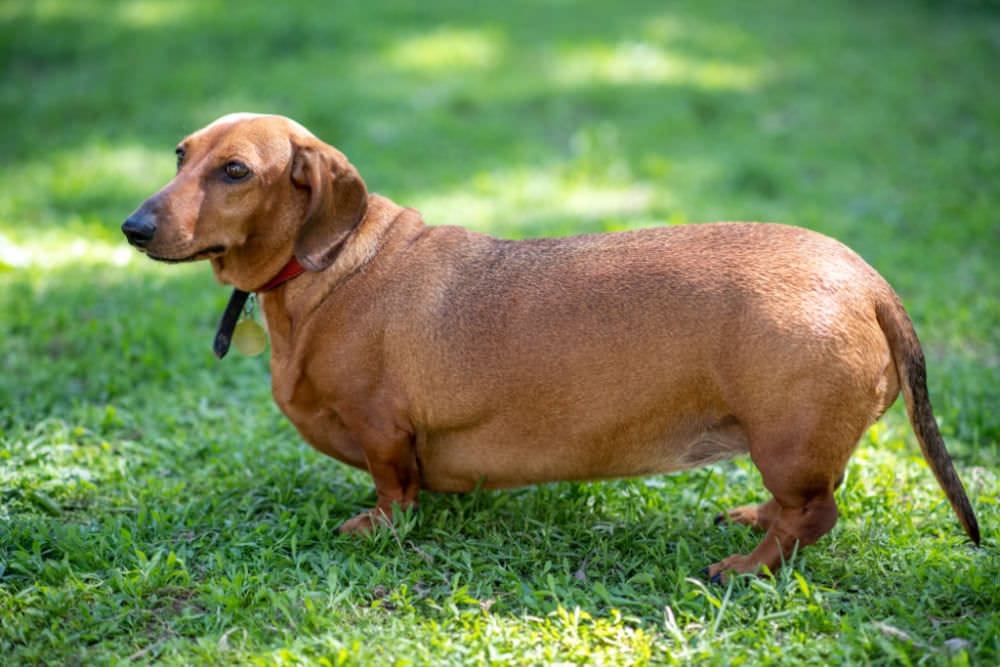 Dachshund Obesity