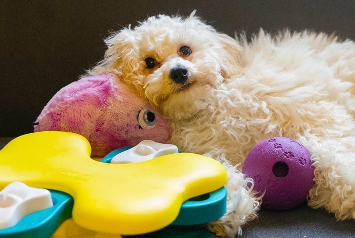 Dog calming tool