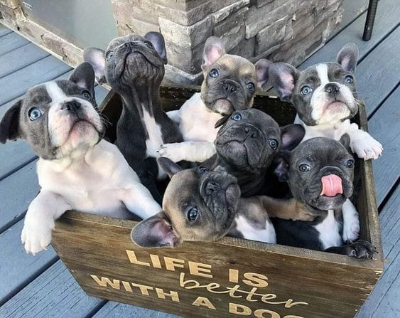 French Bulldogs