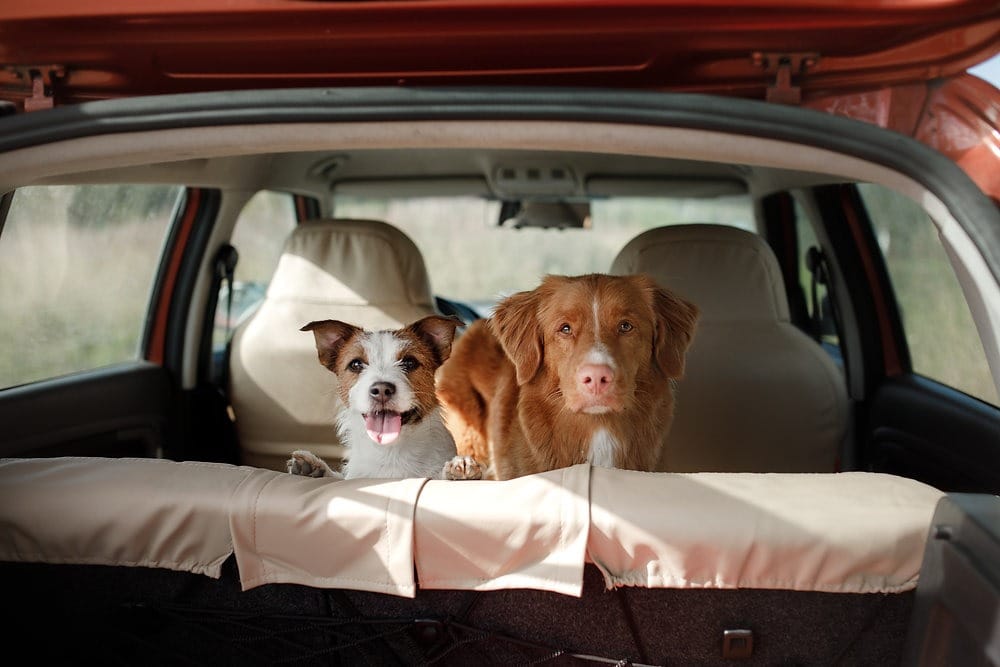 Keep Your Dog Calm and Comfortable