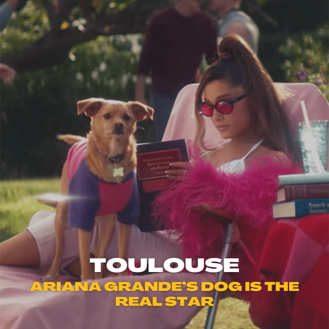 Toulouse: Ariana Grande’s Dog is the Real Star