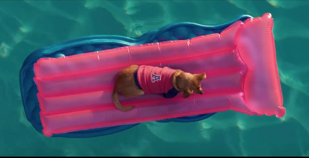 Toulouse: Ariana Grande’s Dog is the Real Star 2 Toulouse Grande Is The Real Star of thank u